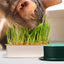 Cat Hydroponic Grass Planter Nursery Box