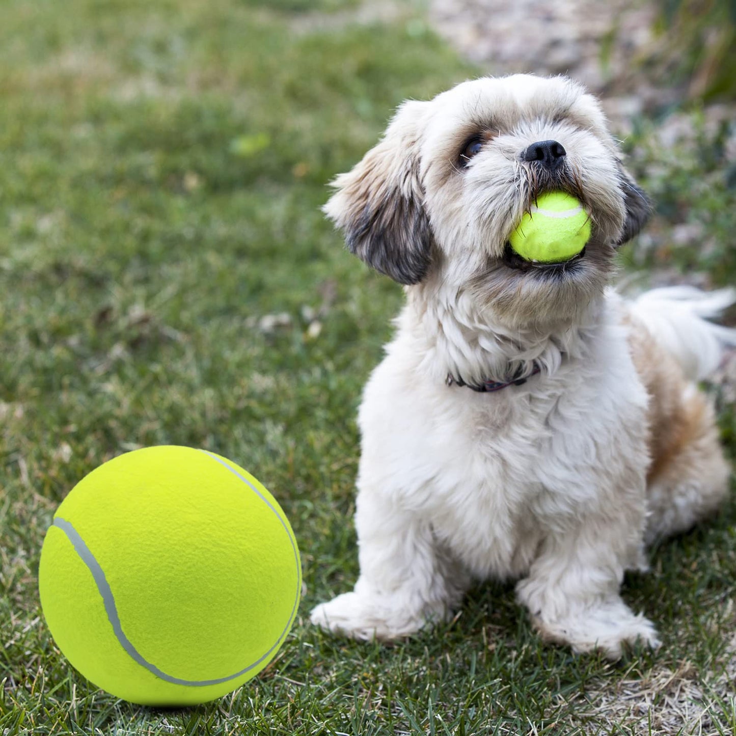 Dog Giant Oversized Tennis Ball Toy