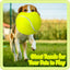 Dog Giant Oversized Tennis Ball Toy