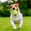 12 Pack Mini Tennis Training Balls Fits For Dog Ball Launchers