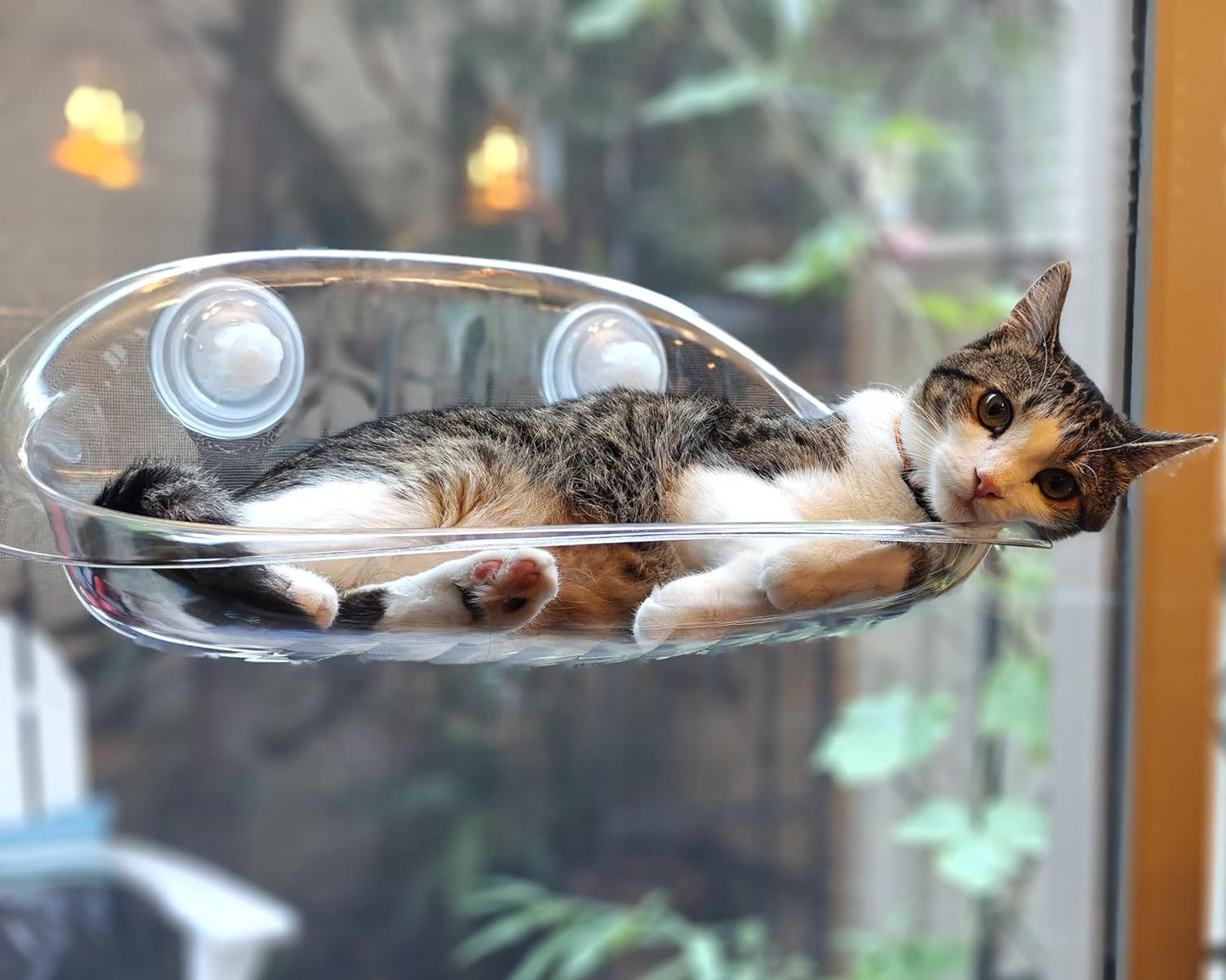 Cat Transparent Window Perch Nest