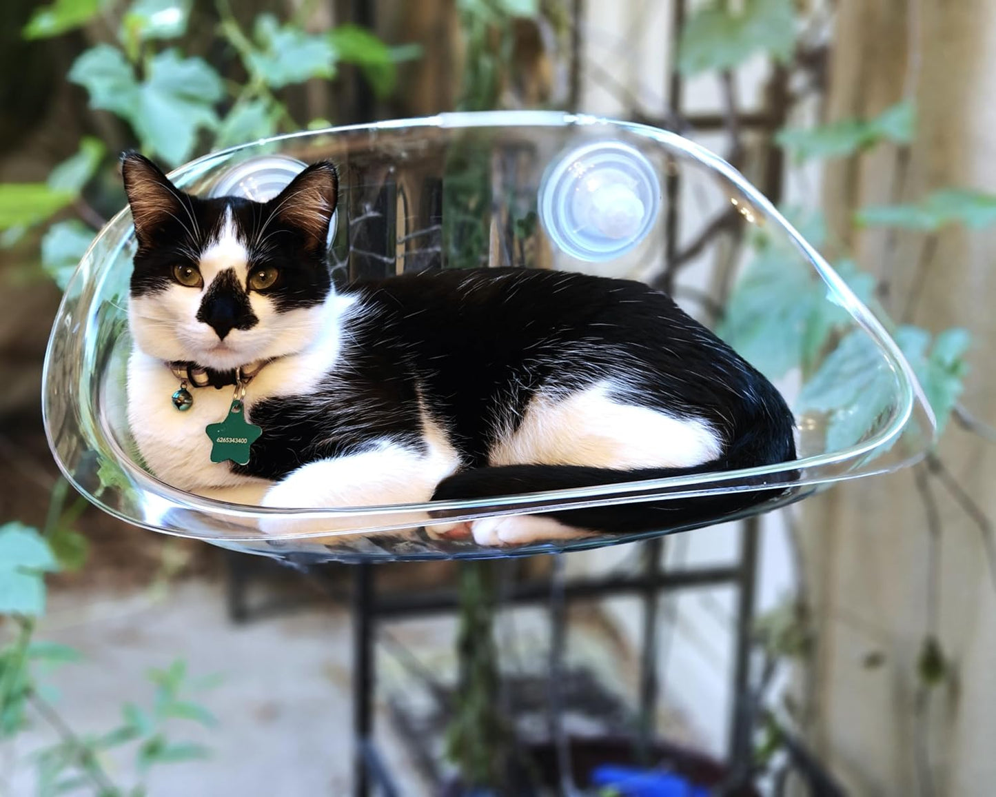 Cat Transparent Window Perch Nest