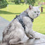 Cat Heavy Duty Harness & Leash Set