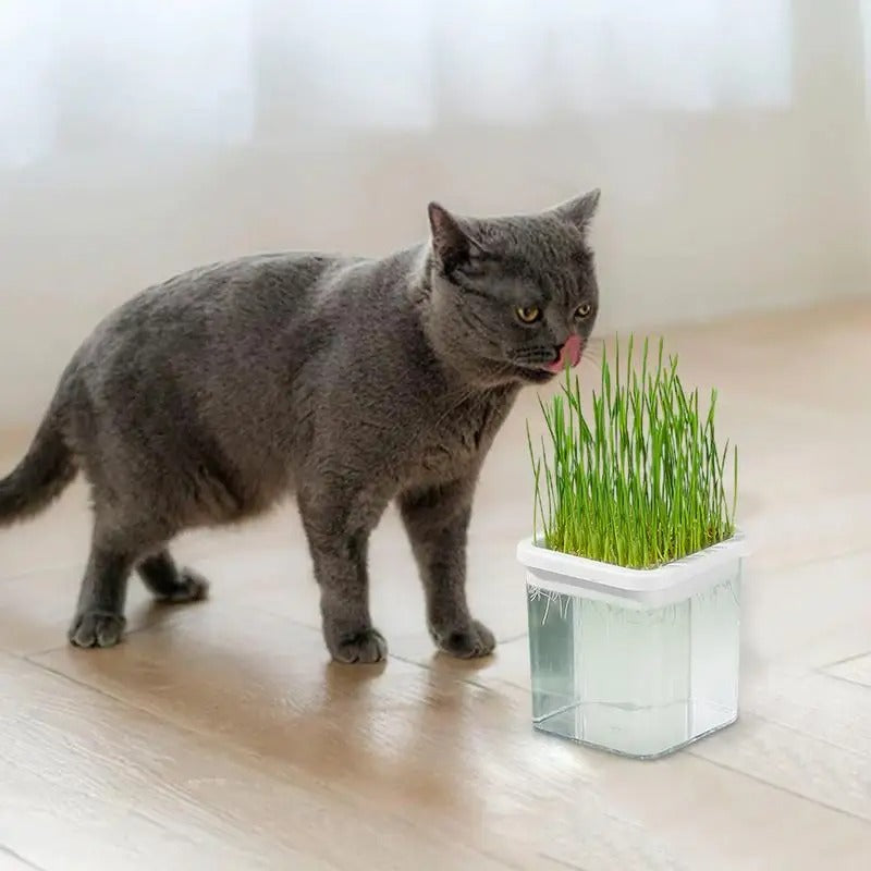 Cat Hydroponics Fresh Catnip Growing Box