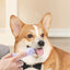 Cat & Dog Silicone Finger Tooth Brush