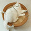 Cat  Elevated Wooden Hammock Bed