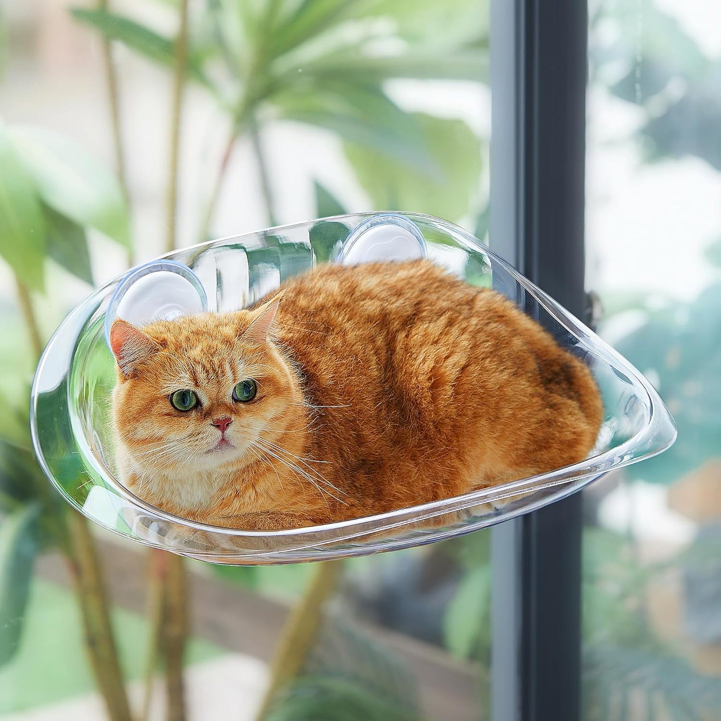 Cat Transparent Window Perch Nest