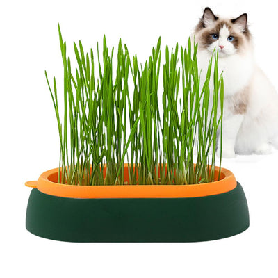 Fresh Catnip Hydroponic Grass Planter Box