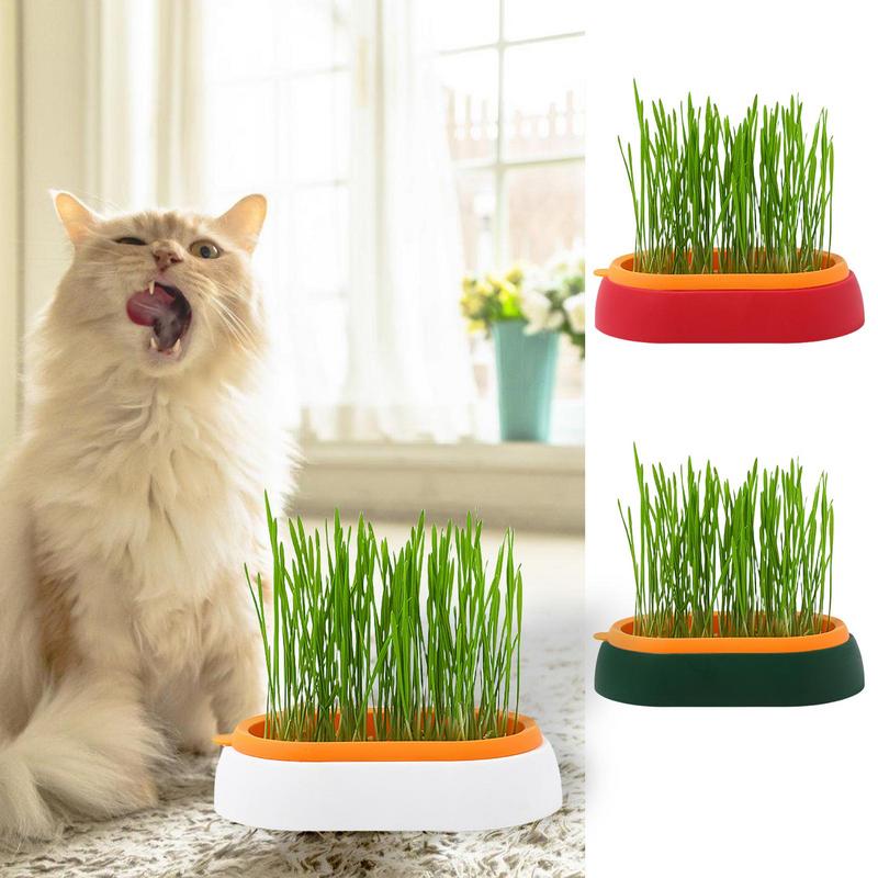 Fresh Catnip Hydroponic Grass Planter Box