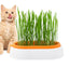 Fresh Catnip Hydroponic Grass Planter Box