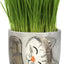 Cat Organic Seed Grass Growing Kit (Includes Soil & Pot Planter)