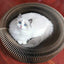 Cat Collapsible Scratcher Lounge Bed