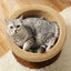 Cat Sisal Rope Bed & Scratcher